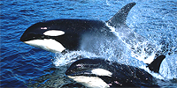 Orcas Island