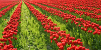 Tulip Festival